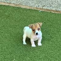 Jack russell zampa corta
