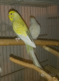 COCORITI PULLI, NOVELLI e ADULTI