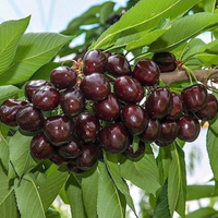 Terreno agricolo, Frutteto, Cereseto, Ciliegeto