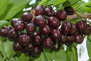Terreno agricolo, Frutteto, Cereseto, Ciliegeto