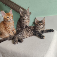 Maine Coon