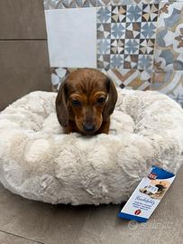 Bassotto nano fulvo Arlecchino