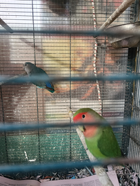 Coppie inseparabili riproduttive