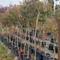 albero ligustro siepe