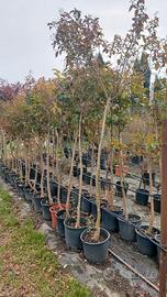 albero ligustro siepe