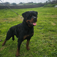 Rottweiler 20 mesi da esposizione