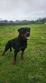 Rottweiler 20 mesi da esposizione