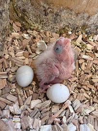 Calopsite da imbecco