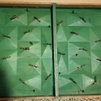 Gioco del calcio 1960