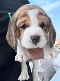 Cuccioli di Beagle