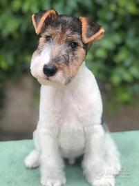Fox terrier 