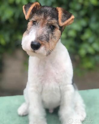 Fox terrier 