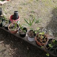 Palme nane, piante da appartamento