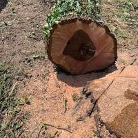 tronco d'albero di noce