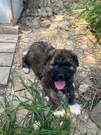 Cuccioli incrocio maremmano e pastore belga