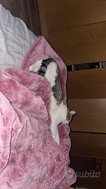 Cat domestico
