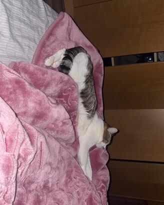 Cat domestico
