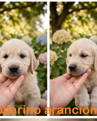 Cuccioli di golden Retriever