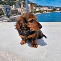 Cucciolo di Bassotto nano a pelo lungo