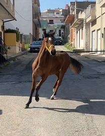 Cavallo
