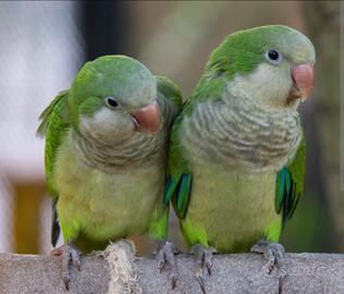 Coppia parrocchetto monaco