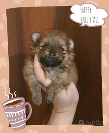 Spitz Pomerania nani