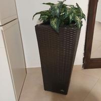 Vaso in wenghe'con pianta sintetica