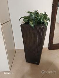 Vaso in wenghe'con pianta sintetica