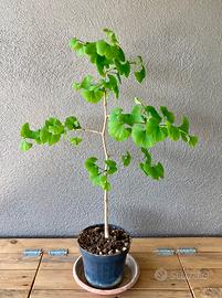 Pianta di Gingko Biloba giapponese.