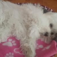 Maltese toy