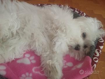 Maltese toy