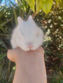 Conigli nani colorati cuccioli