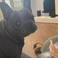 Bulldog francese 2 anni e 3 mesi