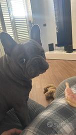 Bulldog francese 2 anni e 3 mesi