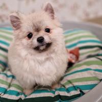 Cuccioli Pomerania con pedigree enci