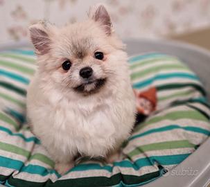 Cuccioli Pomerania con pedigree enci