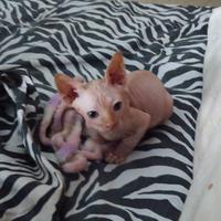 Cucciolo sphynx