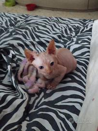 Cucciolo sphynx