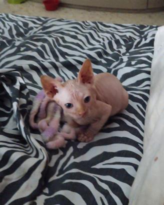 Cucciolo sphynx