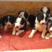 Border collie linea da lavoro