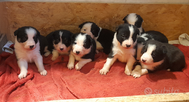 Border collie linea da lavoro