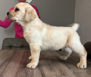 Labrador cuccioli