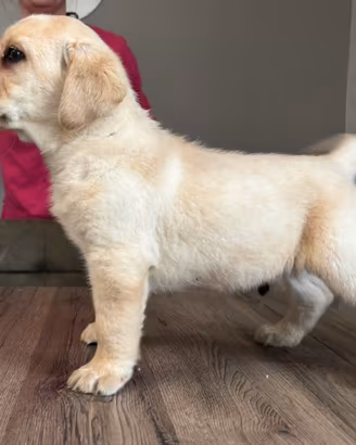 Labrador cuccioli