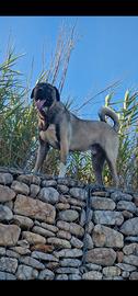 kangal