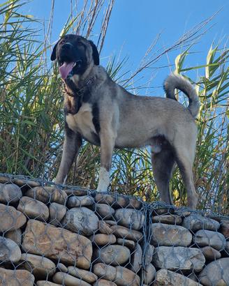 kangal