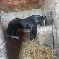 Cavallo