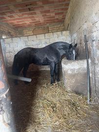 Cavallo