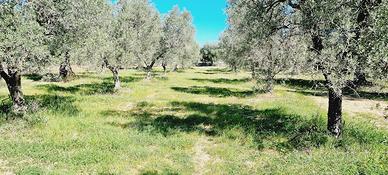 Uliveto di 24 ettari