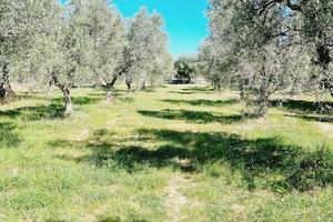 Uliveto di 24 ettari