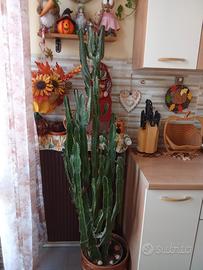  Euphorbia 